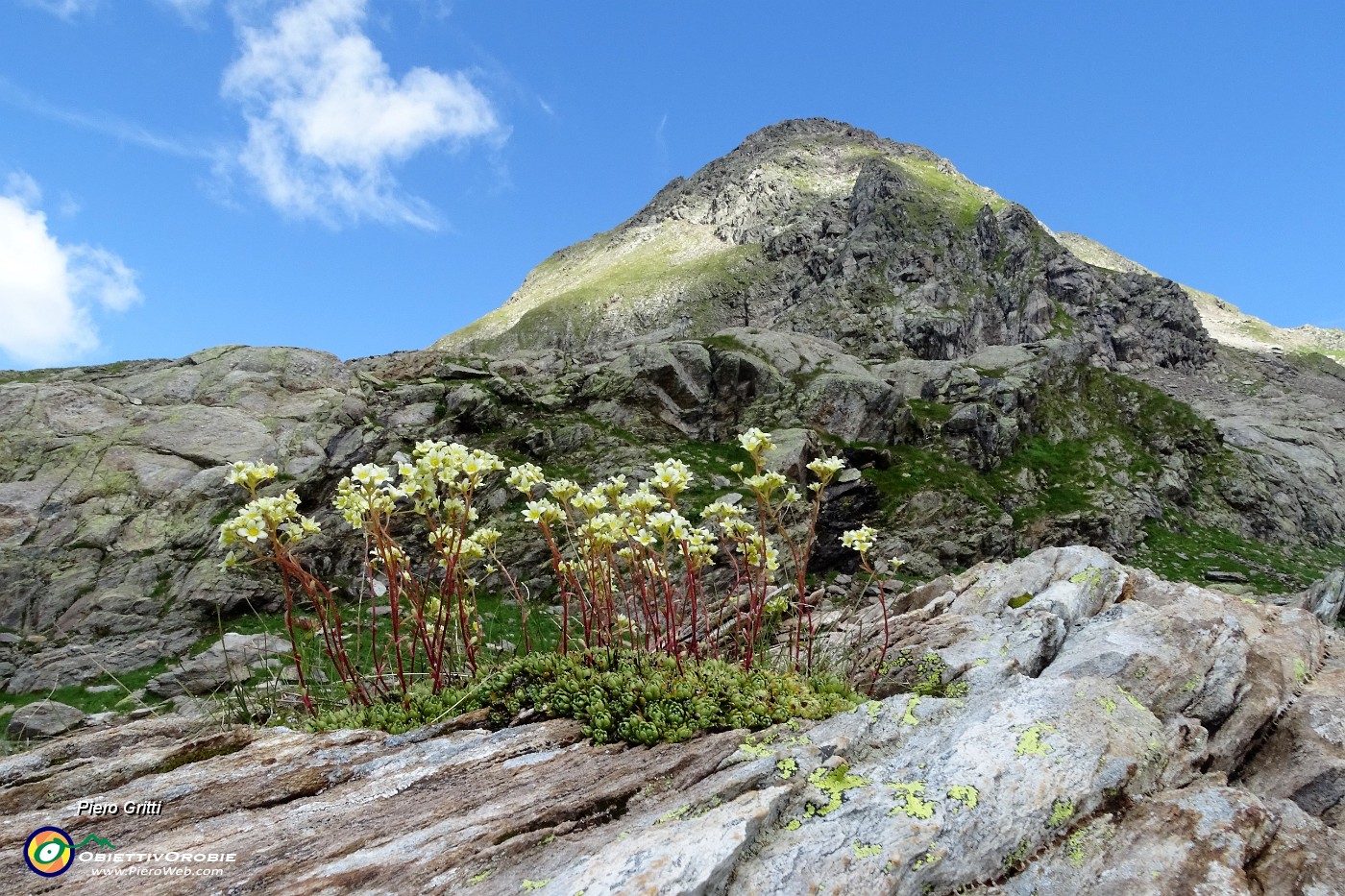 58 Saxifraga Vandellii con Pizzo Strinato.JPG